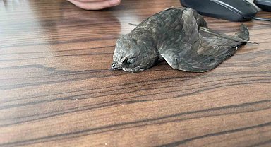 Malazgirt'te bitkin halde bulunan ebabil kuşları koruma altına alındı