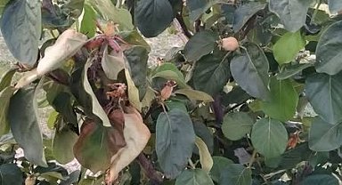 Manisa'da üreticilere 'ateş yanığı' uyarısı