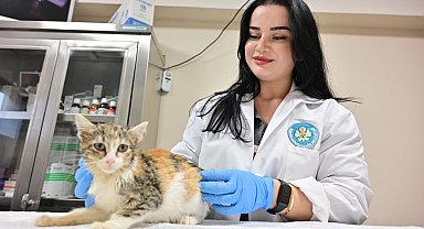 Manisa'da kısırlaştırılan kedi sayısı 3 bini geçti