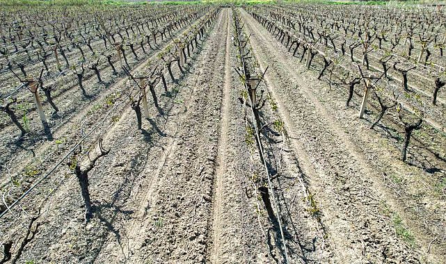 Manisalı çiftçiler için don tehlikesi devam ediyor