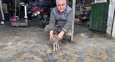 Manisalı esnafın duyarlılığı bir kediyi hayata bağladı