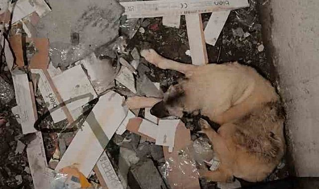 Mardin'de asansör boşluğuna düşen köpek kurtarıldı