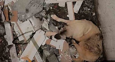 Mardin'de asansör boşluğuna düşen köpek kurtarıldı