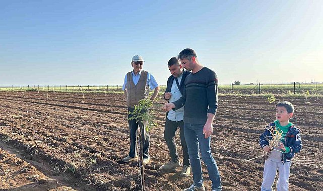 Mardin'de fıstık yetiştiriciliğine rağbet artıyor