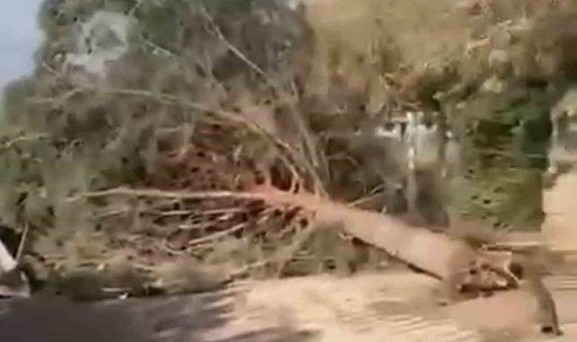 Mardin'de hortum çatıları uçurdu, ağaçları devirdi