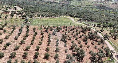 Mardin'de zeytin ağaçları için hayati müdahale