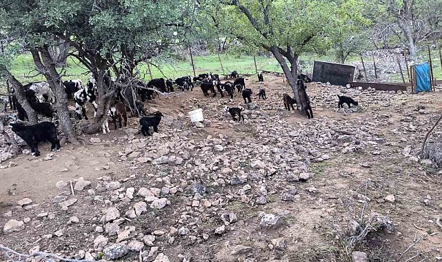 Mardinli besici, hayvanlarını barındırdıkları yerden tahliye etmek için belediyeden ek süre bekliyor