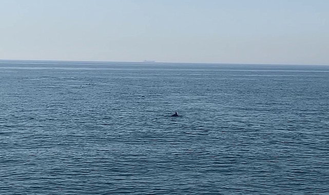 Marmara'da yunus balıklarından görsel şölen