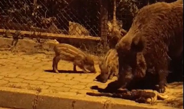 Marmaris'te yaban domuzları kediye saldırdı