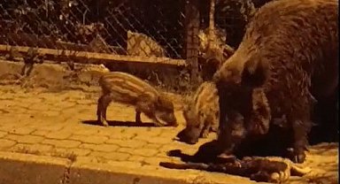 Marmaris'te yaban domuzları kediye saldırdı