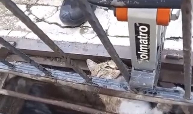 Mazgala sıkışan kediyi itfaiye kurtardı