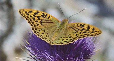 Mersin'de 'Mutlu Kelebekler Festivali'