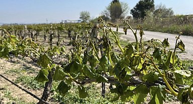 Meteoroloji çiftçileri zirai dona karşı uyardı