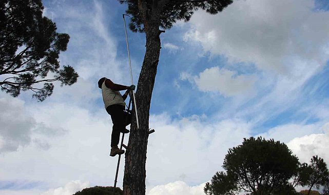 Metrelerce yükseklikte ekmek parası için gözünü kırpmadan çalışıyor