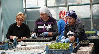 Milyonlarca sebze fidesi Erzincan seralarında büyüyor