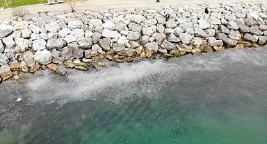 Moda Sahili'ni denizanası bastı: Dron ile böyle görüntülendi