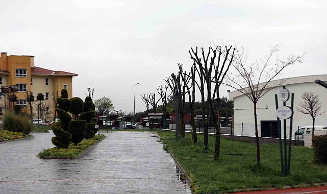 Muğla'da ağaçlara gençlik aşısı