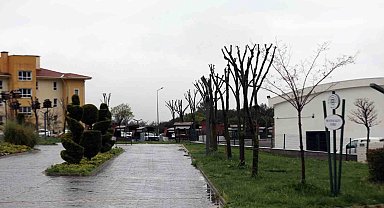 Muğla'da ağaçlara gençlik aşısı