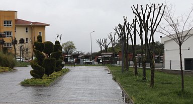 Muğla'da ağaçlara gençlik aşısı
