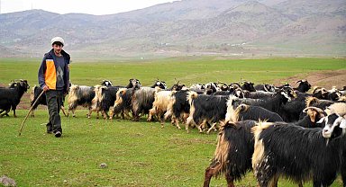 Muş'ta ilkbaharın gelmesiyle 1 milyon 250 bin hayvan meraya çıkarıldı