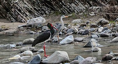 Nadir görülen kara leylek Pülümür Çayında objektiflere yansıdı