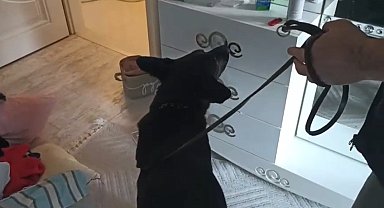 Narkotik dedektör köpeği Tony, 1 kilo 715 gram metamfetamin buldu