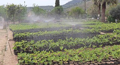 Nazilli Belediyesi'nden doğaya nefes: 18 bin fidan toprakla buluşacak