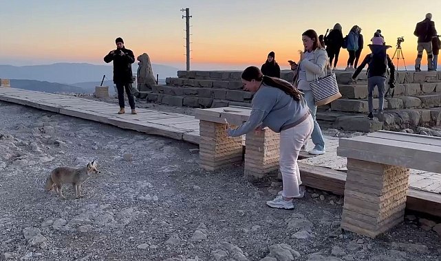Nemrut Dağı'ndaki sevimli tilki, yerli ve yabancı turistlerin ilgi odağı oldu