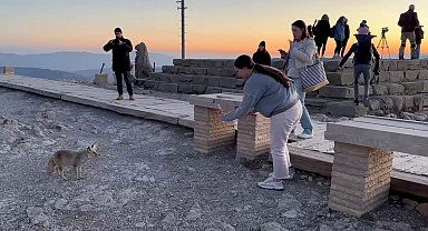 Nemrut Dağı'ndaki sevimli tilki, yerli ve yabancı turistlerin ilgi odağı oldu