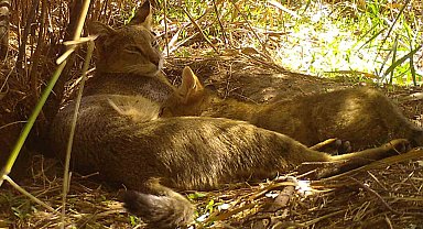 Nesli tehlike altındaki saz kedisi yavrularıyla görüntülendi