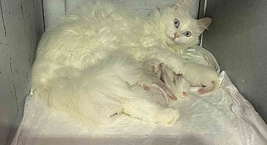 Nisan ayında 52 Ankara Kedisi dünyaya geldi