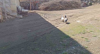 Ördekle kurduğu dostluk dikkat çekiyor