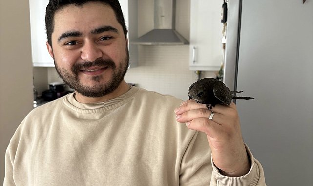 Ordu'da esnafın davetsiz misafiri: Atmaca zannetti, ebabil kuşu çıktı