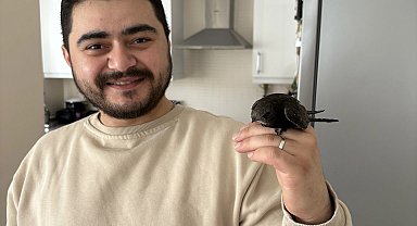 Ordu'da esnafın davetsiz misafiri: Atmaca zannetti, ebabil kuşu çıktı