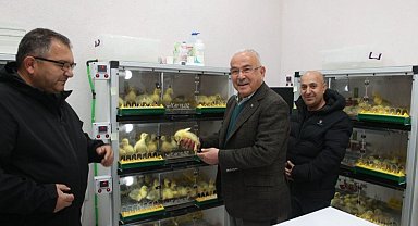 Ordu'da kaz yetiştiriciliği artıyor