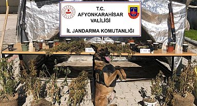 -Orman arazisine kenevir ekip köyün içme suyuyla sularken jandarmaya yakalandı
