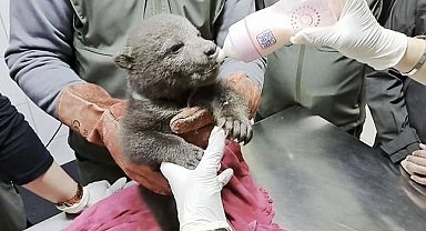 Orman işçilerinin bulduğu yavru ayı "Bulut"a özel bakım