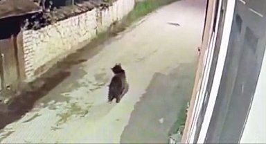 Ormanda yiyecek bulamayan ayının mahalleye indiği anlar kamerada