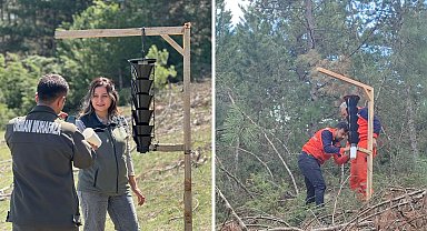 Ormanları kurutan böceğe karşı sıkı önlem