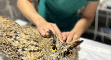 Osmaneli Belediyesi yaralı baykuşu tedavi altına aldı