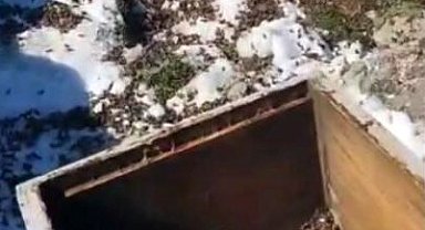 Osmaniye'de aç kalan ayılar, arı kovanlarına saldırdı