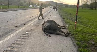 Otomobil hayvana çarptı: 1 yaralı