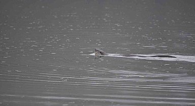 "Nesli tükenme tehdidine yakın" olan su samuru Bolu'da görüntülendi