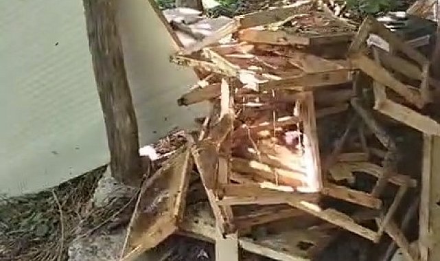 Rize'de ayı soğuk hava deposuna saldırdı