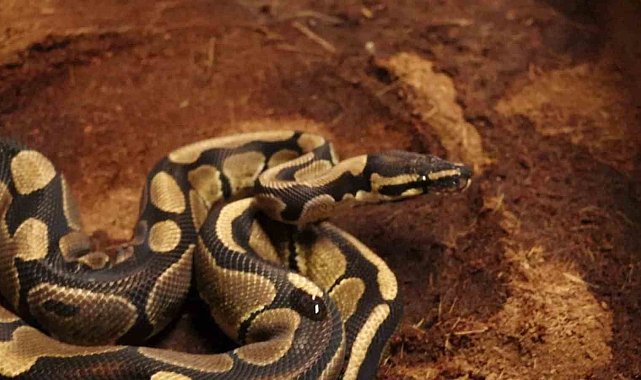 Sakarya'da kraliyet pitonu ele geçirildi, iş yeri sahibine ceza kesildi