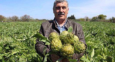 Sakız enginarının tarladan pazara hasat yolculuğu sürüyor