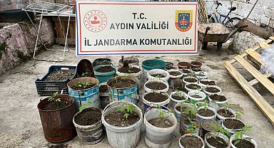Saksıya ektiği 82 kenevir ile yakalandı