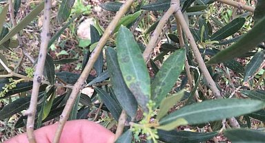 Salihli'de zeytin üreticilerine 'halkalı leke' uyarısı