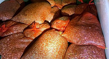 Samsun'da kaçak avlanan 1 ton midye denize geri bırakıldı