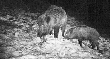 Samsun'da yaban avı geliri arttı